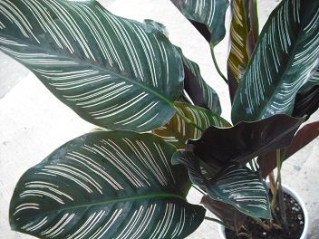 カラテア フラワーガーデン花音