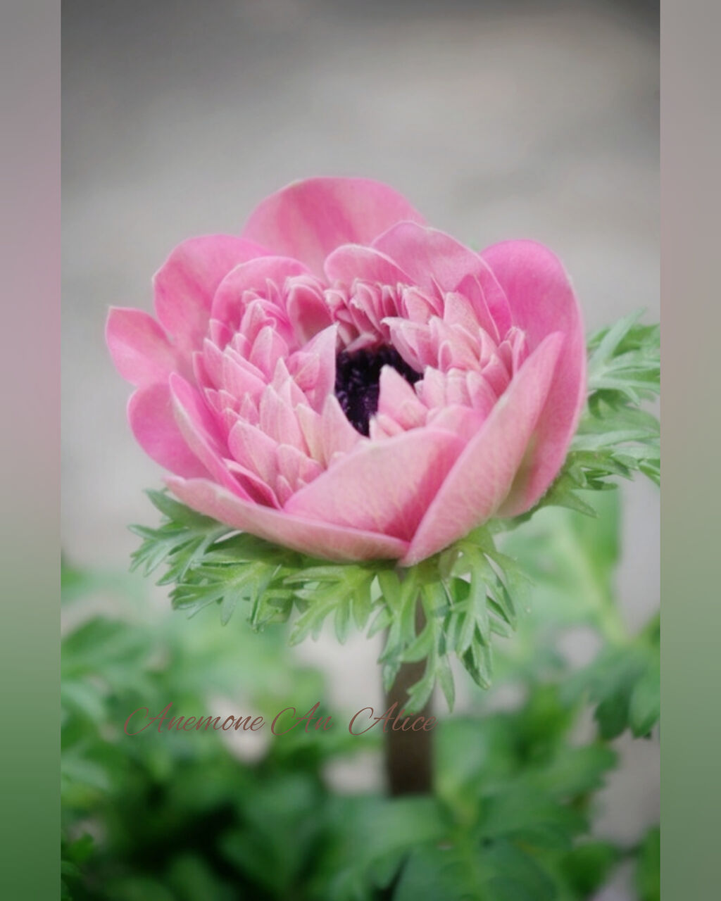 個体差がいい お待たせ致しました アネモネアンアリス入荷 トヨダの推し商品upしますの巻 フラワーガーデン花音