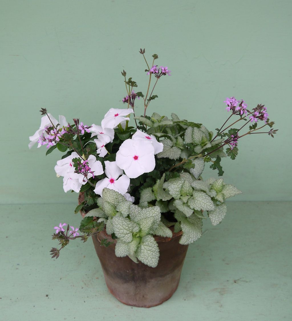 にぎわった寄せ植え教室 フラワーガーデン花音