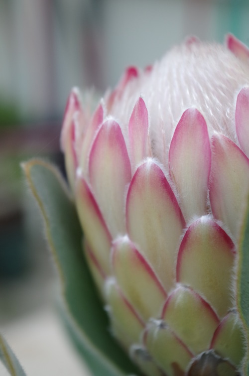 IMGP0668