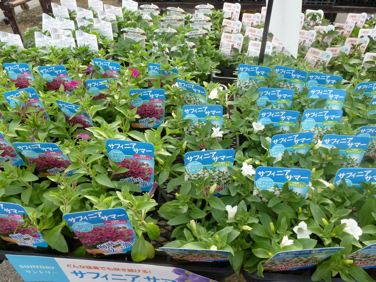 ペチュニアのメーカーラベル苗 : フラワーガーデン花音