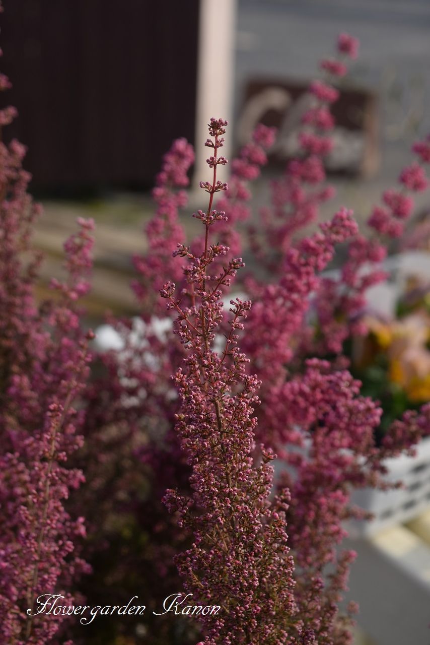 寒くても元気ね と思った フラワーガーデン花音