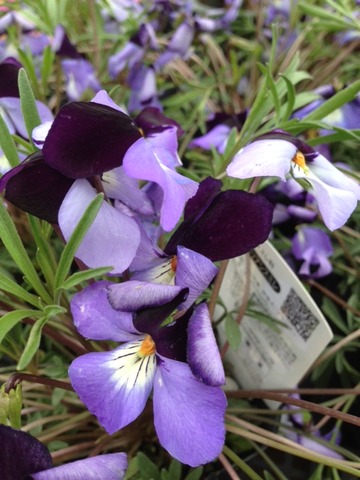 おもしろい名前の植物は フラワーガーデン花音