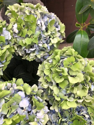 フラワーガーデン花音