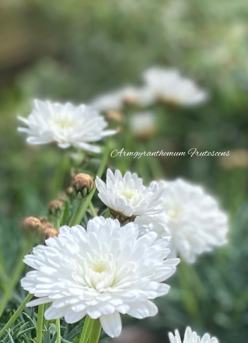 2F7966F2-B7D5-462C-B536-841D3487F70B