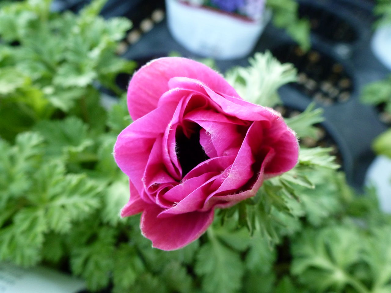 アネモネ ポルト フラワーガーデン花音