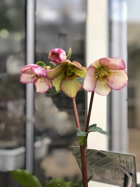 専用 個 ペインがキレイ クリスマス桜 Whirledpies Com