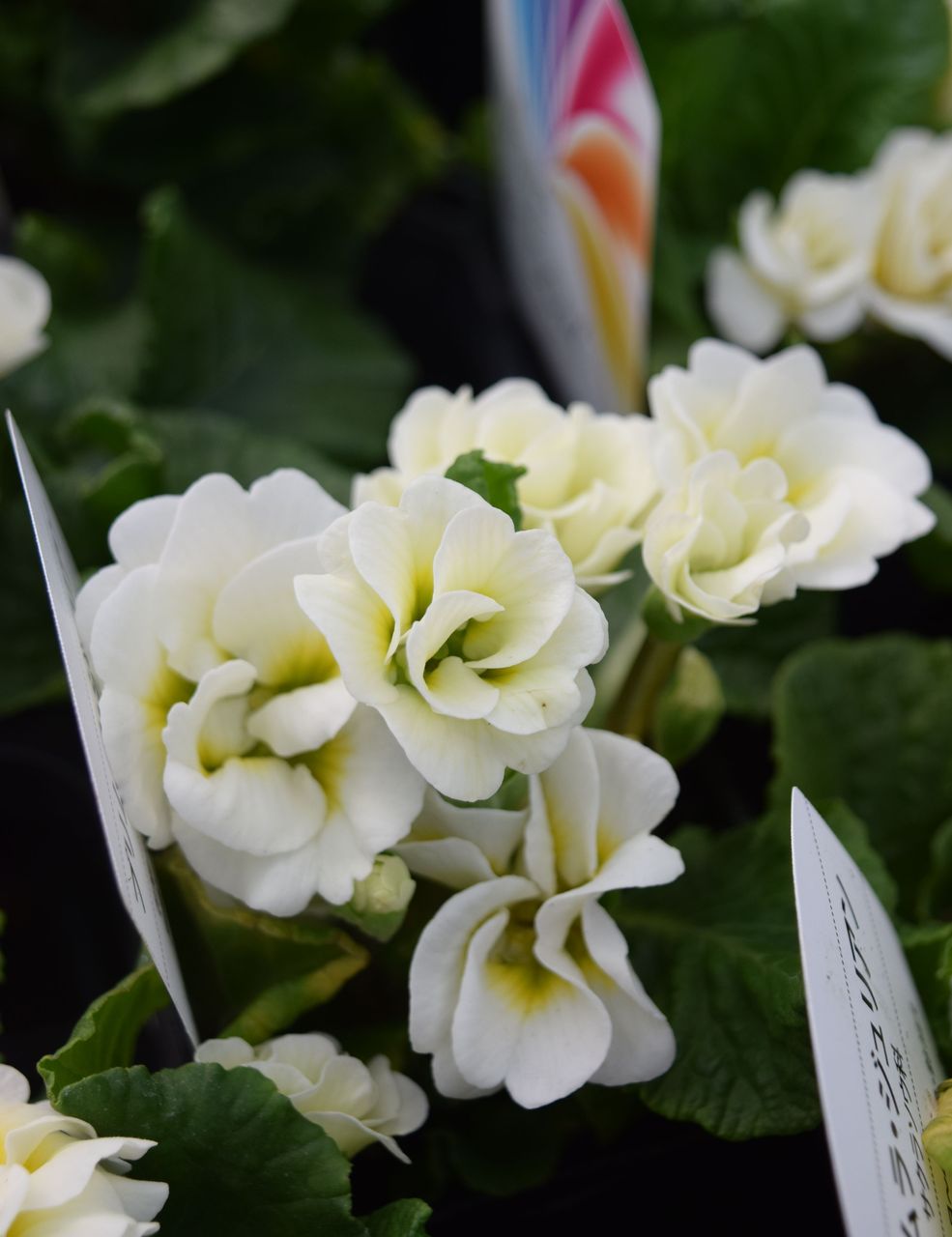 プリムラジュリアン フラワーガーデン花音