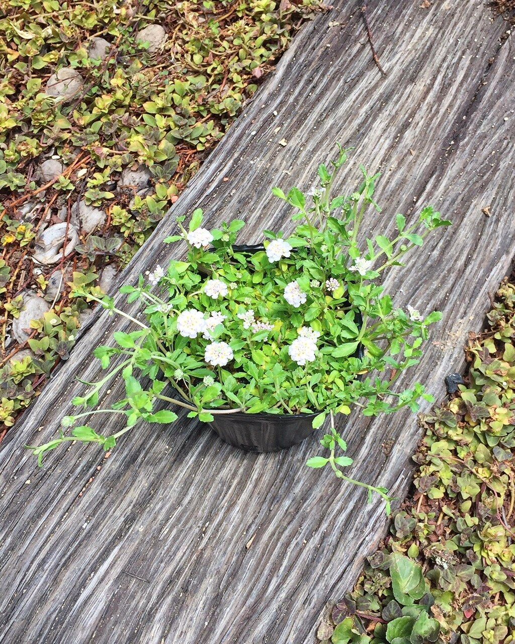 大人気 定番のグランドカバーズ フラワーガーデン花音