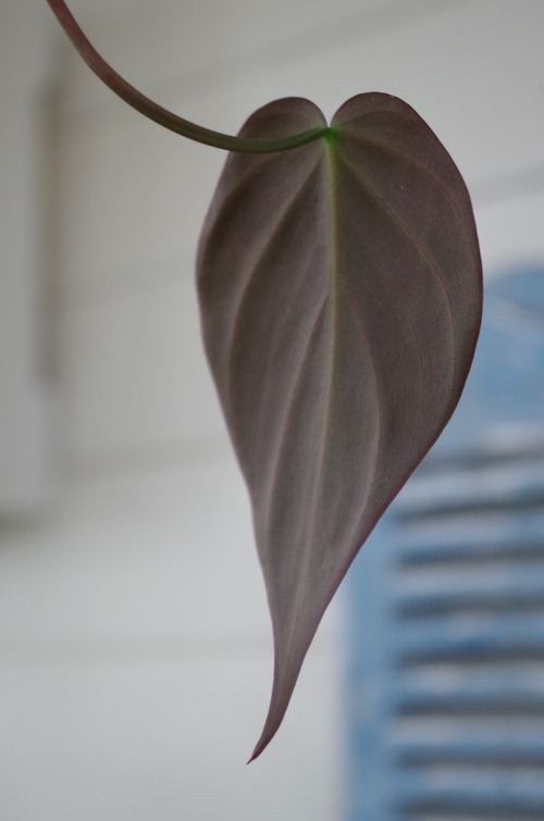 IMGP1258