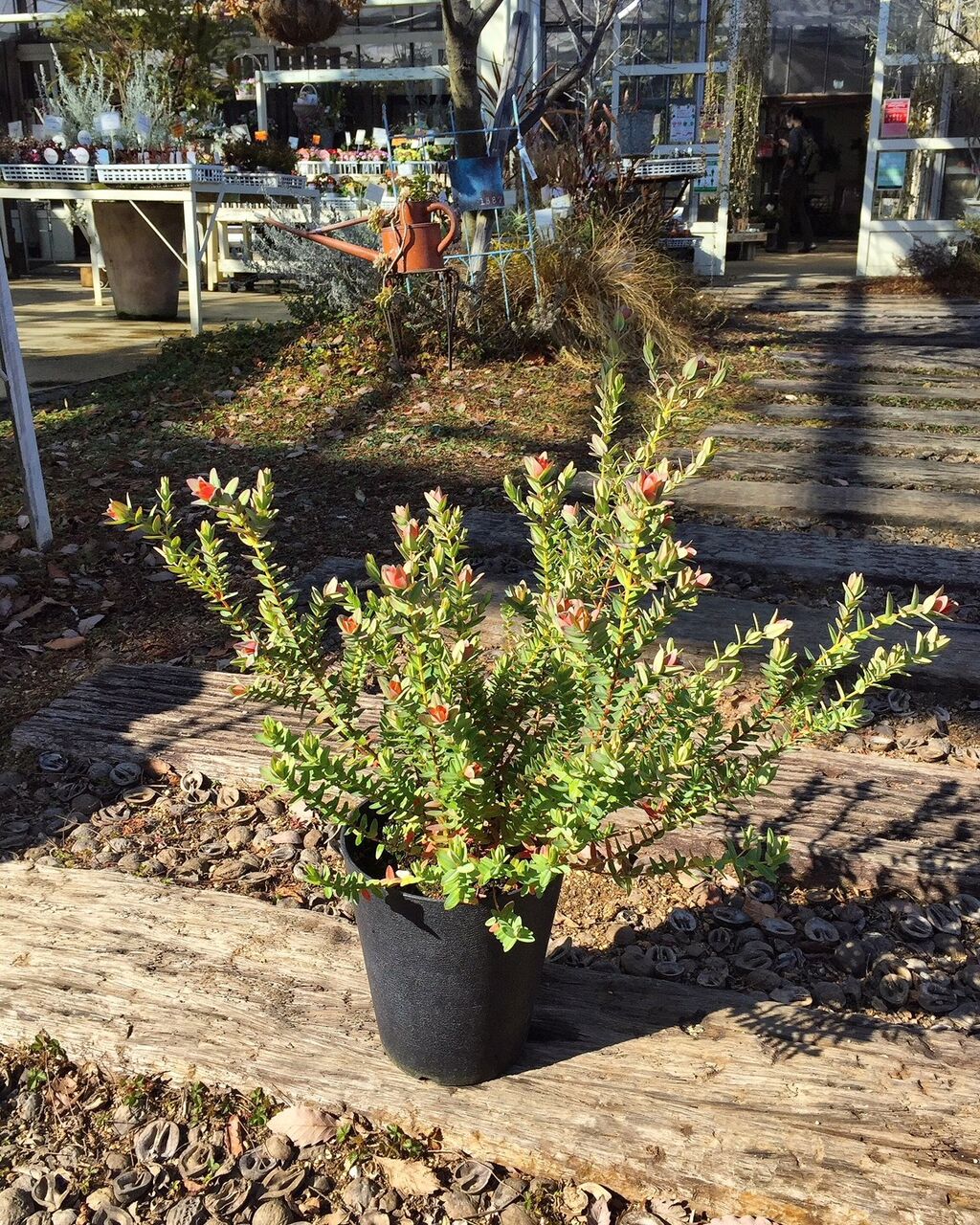 庭木 フラワーガーデン花音