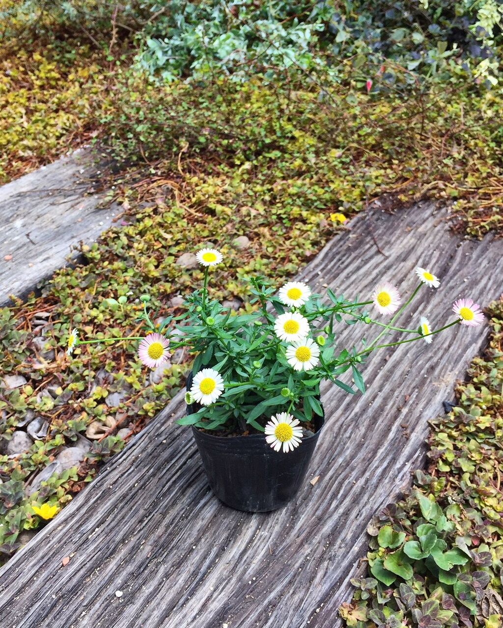 グランドカバー フラワーガーデン花音