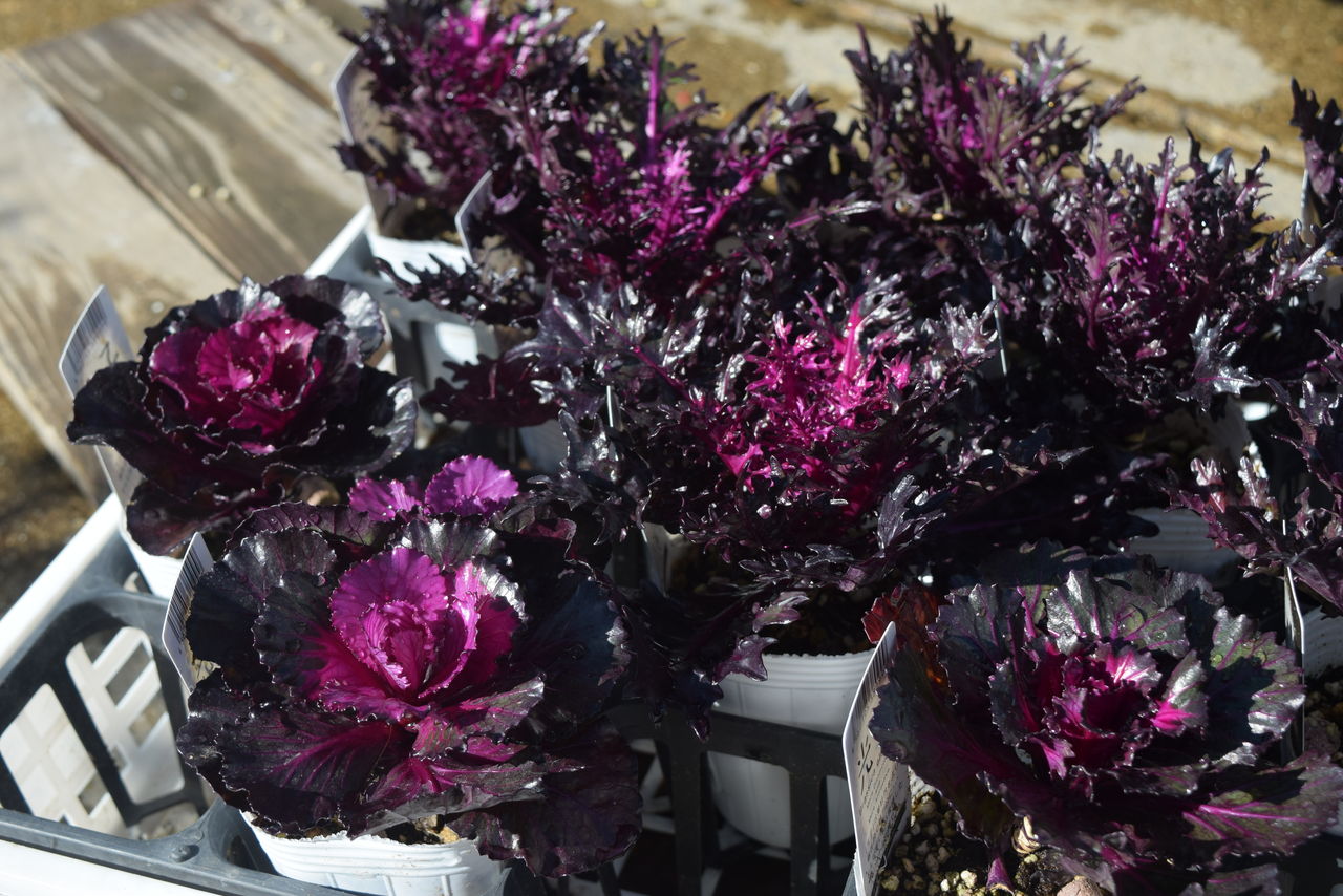 緊急セール ハボタン全品50 Off フラワーガーデン花音 緊急セール ハボタン全品50 Off フラワーガーデン花音