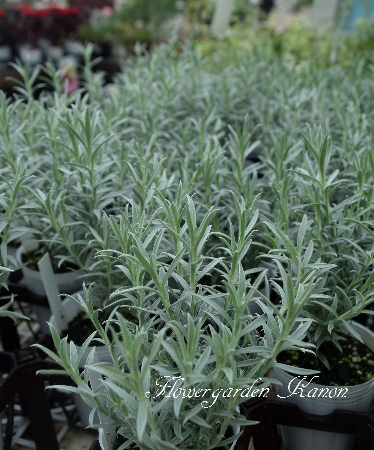 寄せ植えをランクアップするリーフたち フラワーガーデン花音 寄せ植えをランクアップするリーフたち フラワーガーデン花音