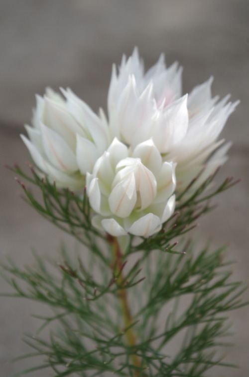 IMGP9752