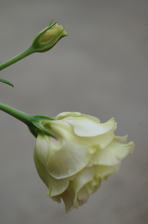 IMGP7791