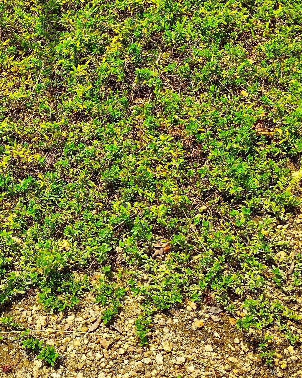 庭木 フラワーガーデン花音