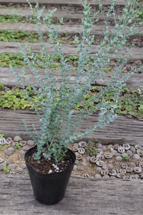 IMGP0277