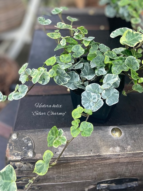 24A4A417-4185-45A2-AE15-46EE9F797CEE