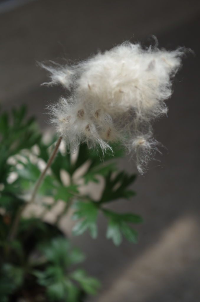 エバーフレッシュで七夕を 今年は限定１のトヨダプレゼンツが当たります フラワーガーデン花音