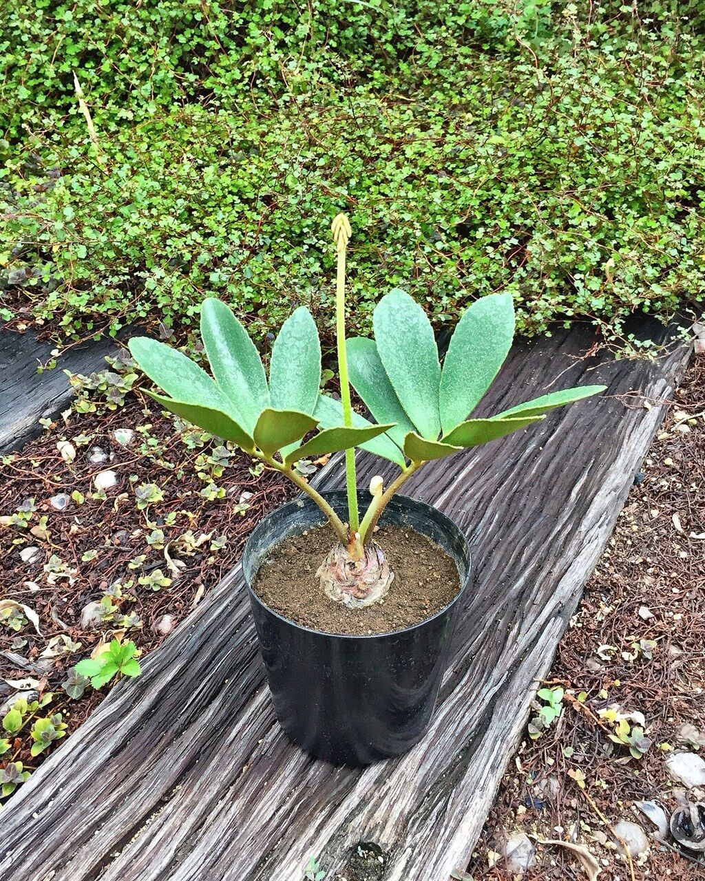 観葉植物 フラワーガーデン花音