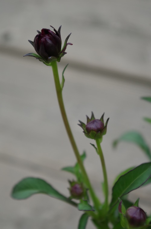 IMGP9921