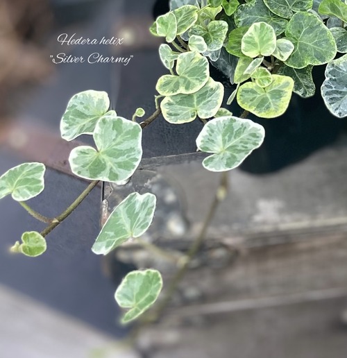 6FCB62BA-2BEF-4EC5-92B2-10726D9D9897