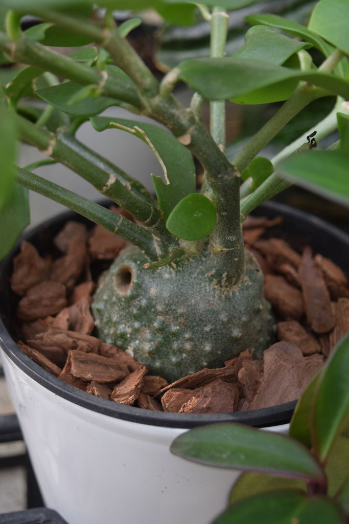 蟻植物❤️ヒドノフィツムパプアナム❤️2.5号ミニ蘭鉢植え