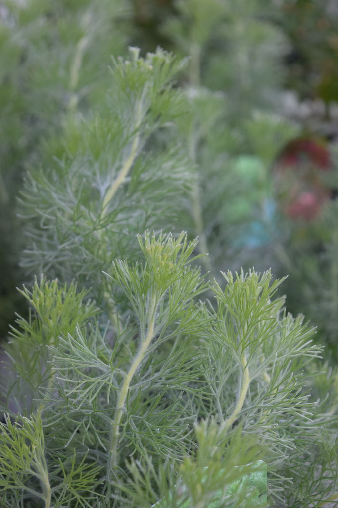 ふわふわのオージープランツとちょうどいい大きさの観葉植物 フラワーガーデン花音