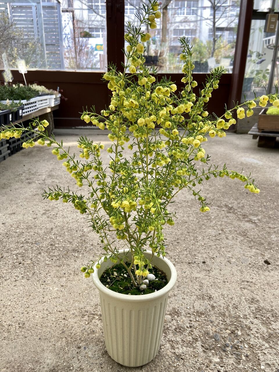 柑橘系の香り～＆ネイティブ～ : フラワーガーデン花音