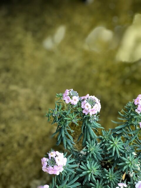 IMG_4515