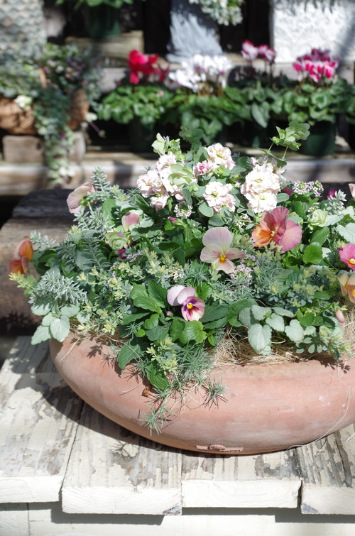 好きなことで生きたい 花と暮らす毎日を 八ヶ岳から 小輪系ビオレッタマイクシリーズ入荷の巻 フラワーガーデン花音