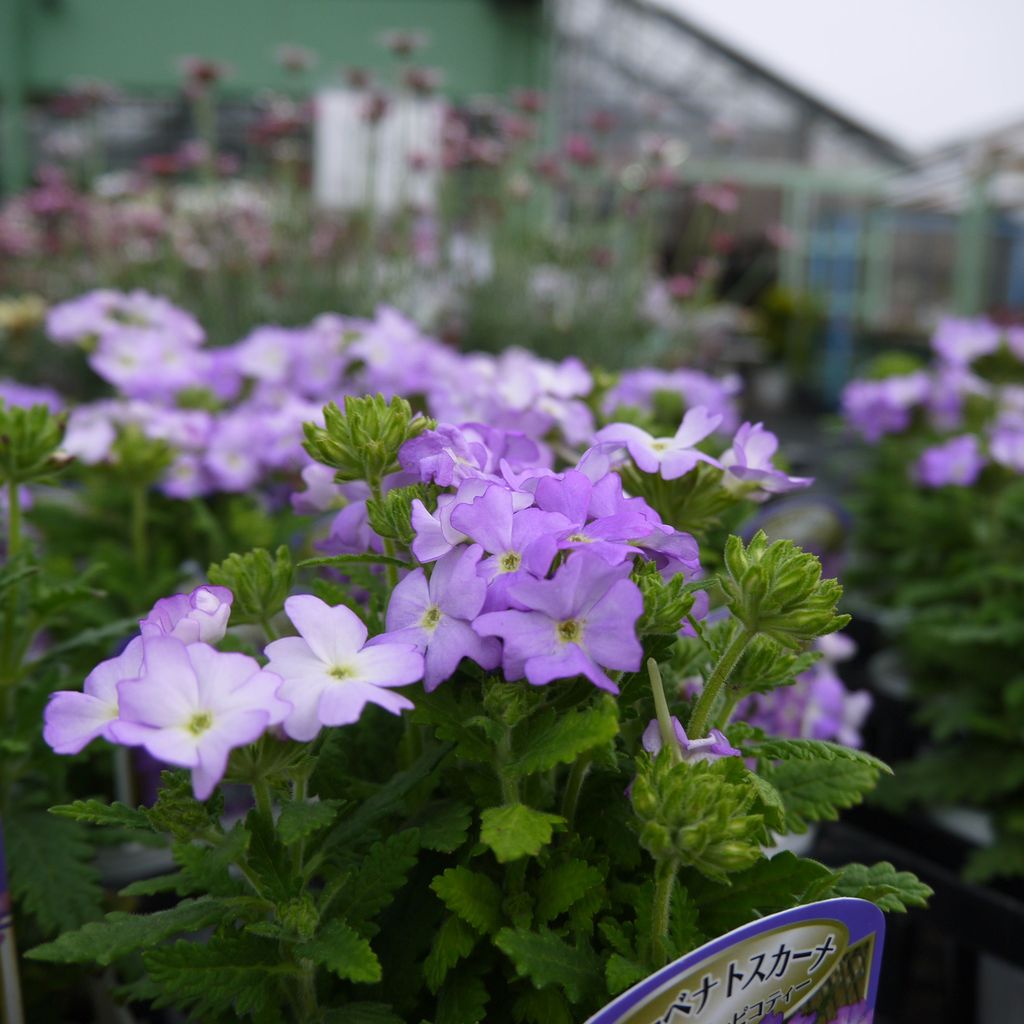 バーベナ トスカーナ フラワーガーデン花音