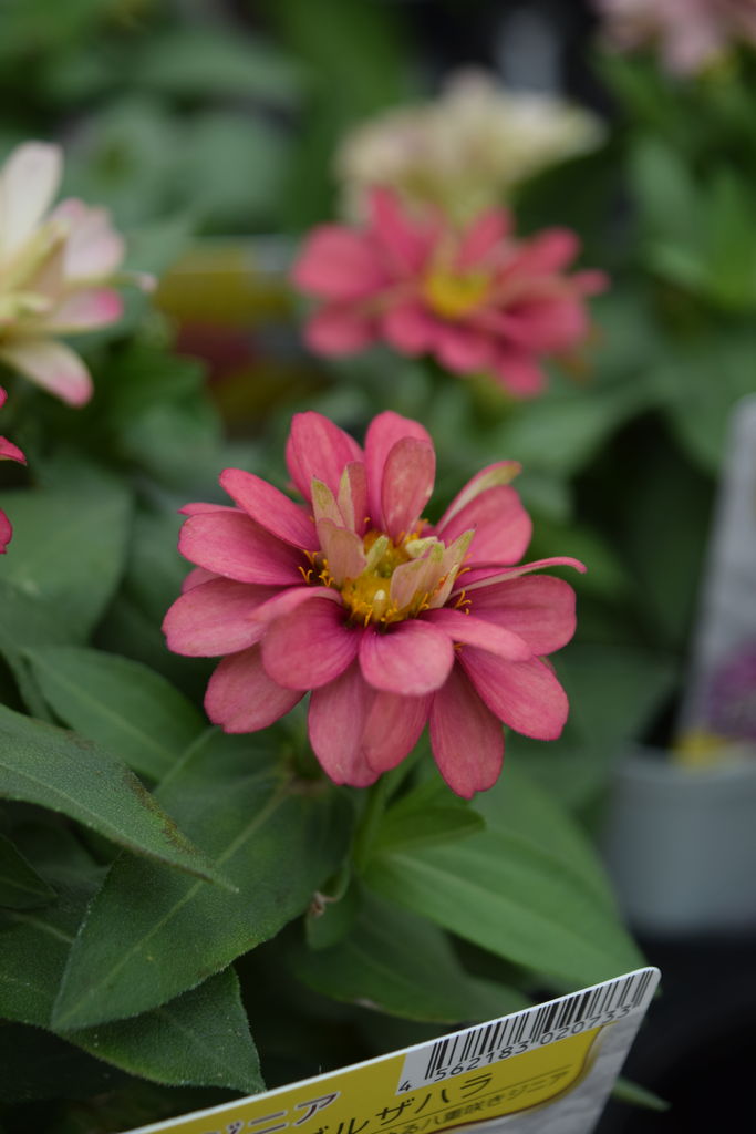 ぜひ寄せ植えや花壇に フラワーガーデン花音 ぜひ寄せ植えや花壇に フラワーガーデン花音