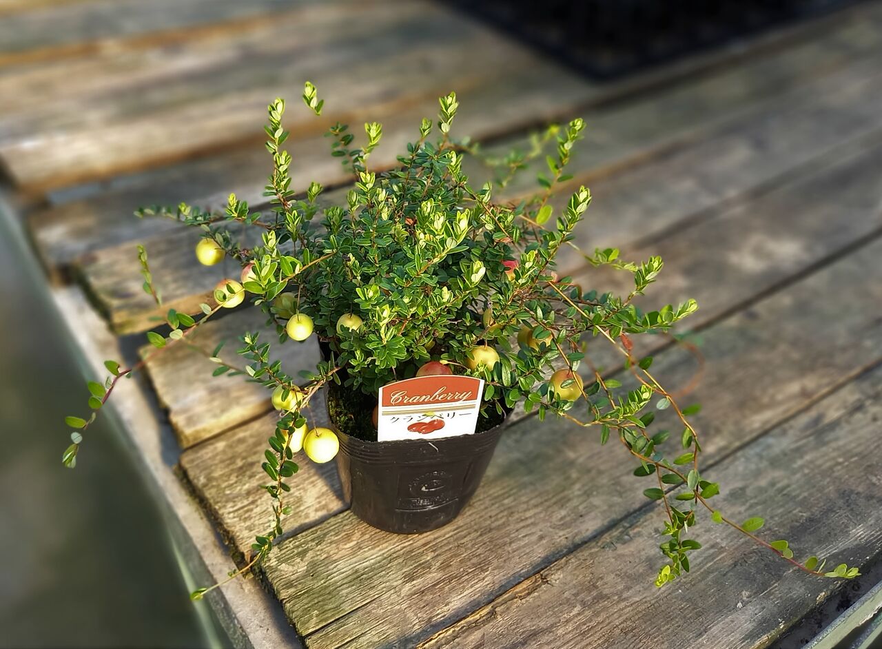 暑いけれど花音の植物たちは元気です フラワーガーデン花音