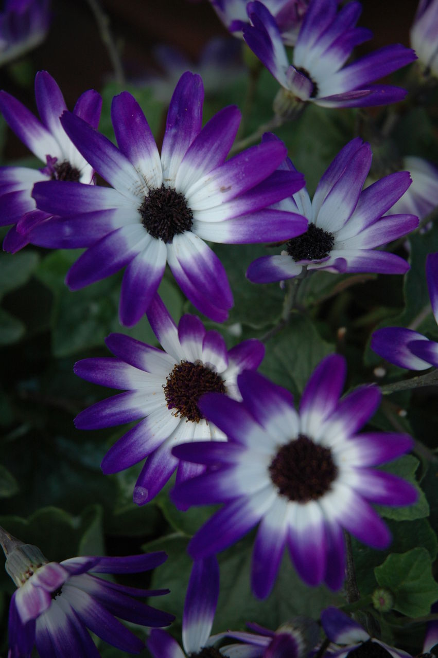 サイネリア フラワーガーデン花音