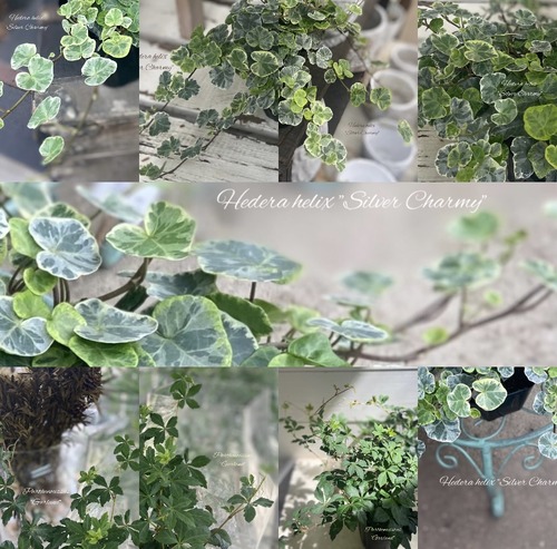 D3ED0E45-C7F2-4749-AAD0-6A5FC6D17B36