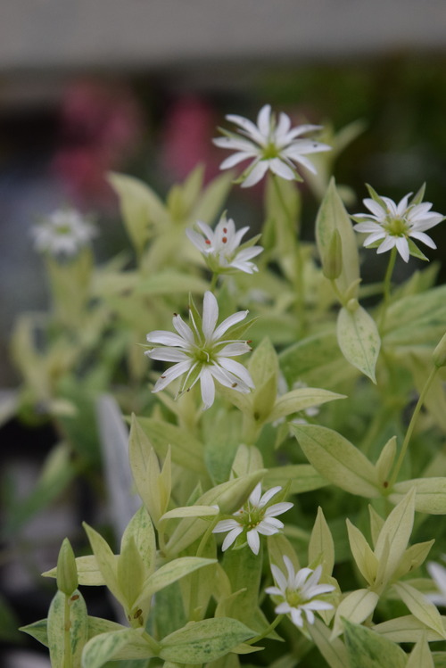 白い花たち フラワーガーデン花音