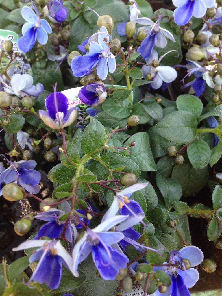 ブルーウイング フラワーガーデン花音