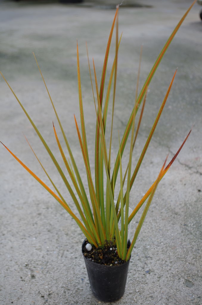 当たり前のことに喜びを またもや カッコいい植物達が入荷しました 増税前にgetしたい ピグミーボッサムにリベルティア そしてコレア フラワーガーデン花音 当たり前のことに喜びを またもや カッコいい植物達が入荷しました 増税前にgetしたい ピグミーボッサムにリベルティア そしてコレア フラワーガーデン花音
