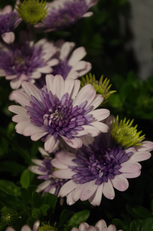 IMGP2969