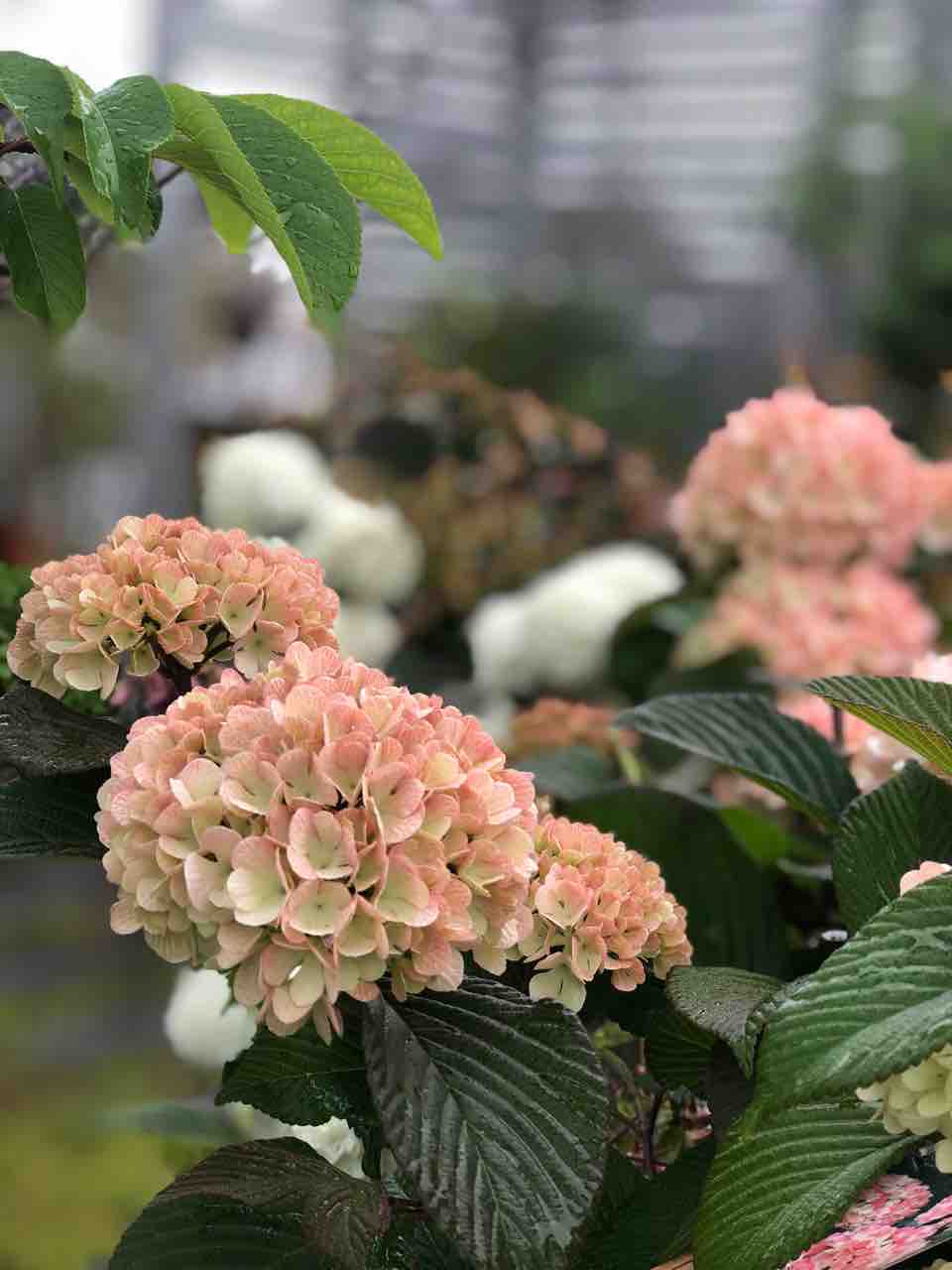 庭木 フラワーガーデン花音 庭木 フラワーガーデン花音