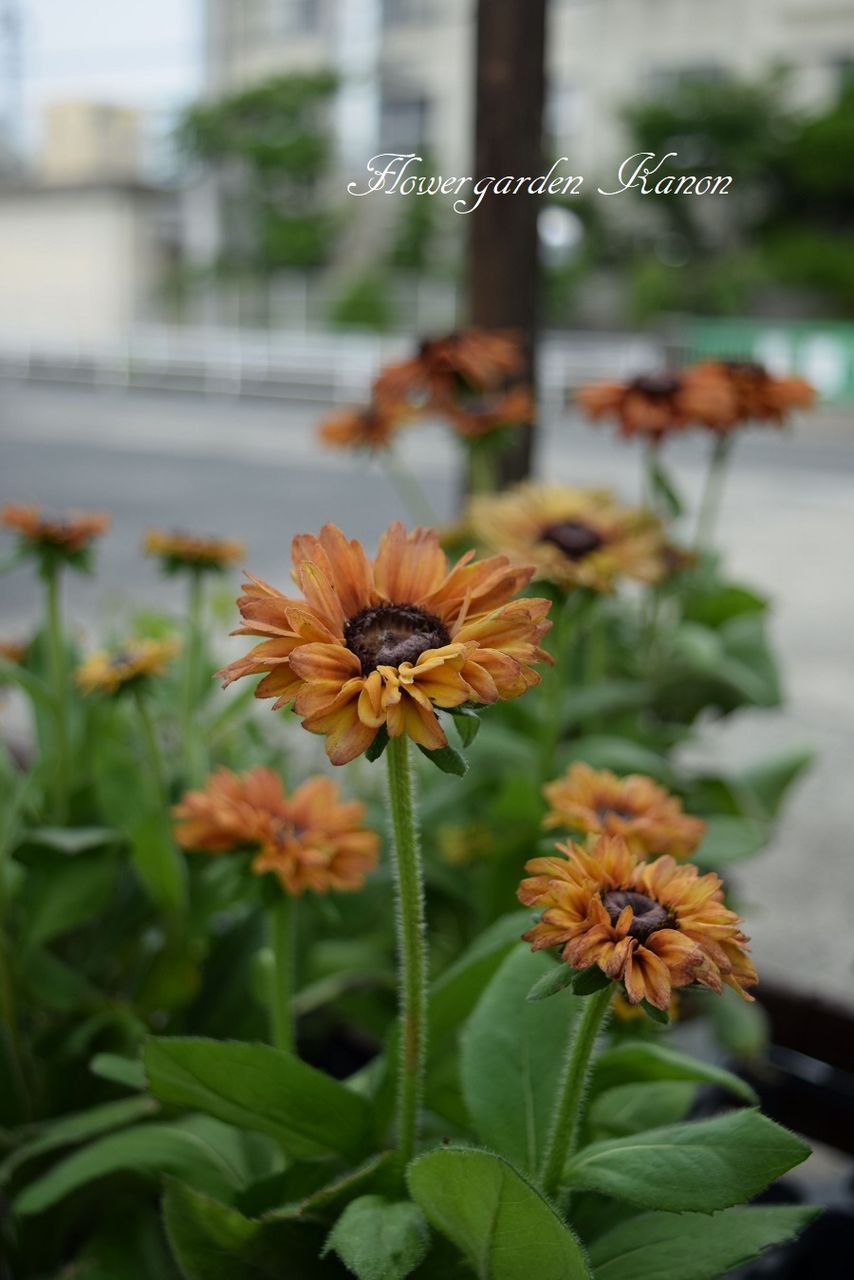 ルドベキア ルビールビー フラワーガーデン花音