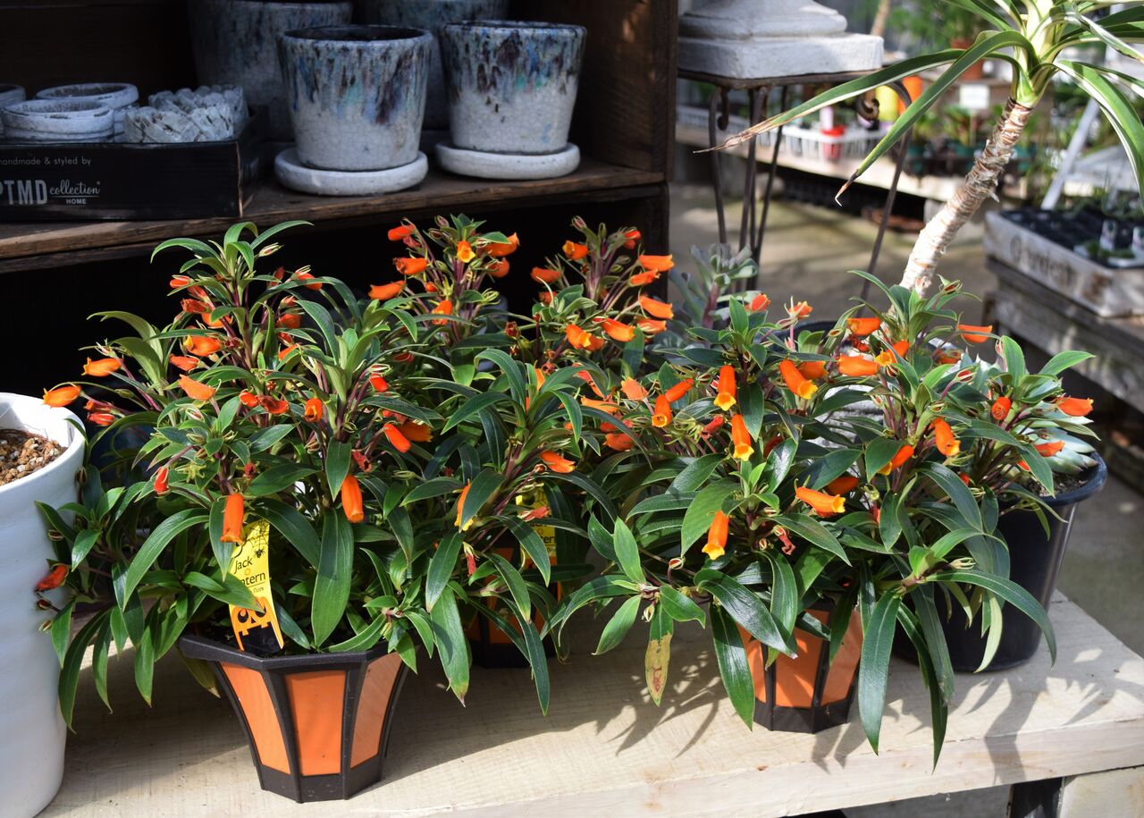 コウシュンカズラ フラワーガーデン花音