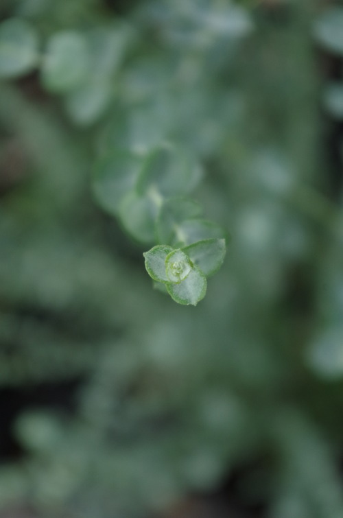 IMGP0275