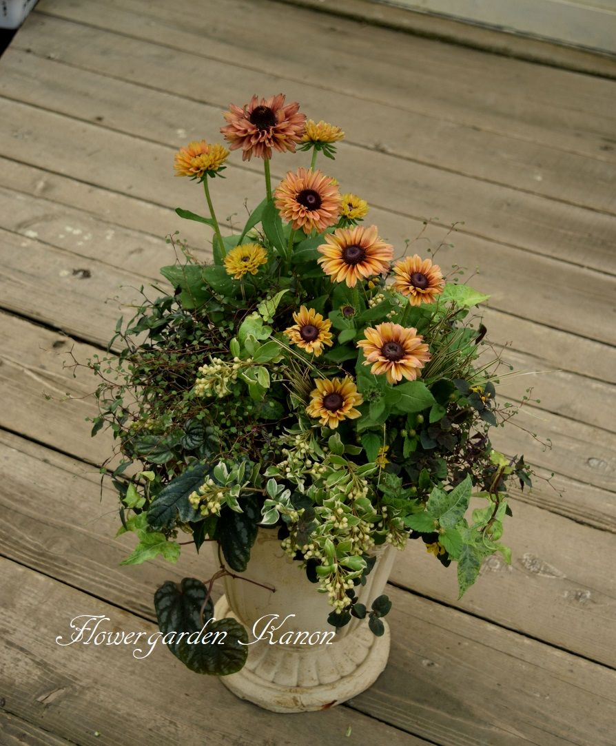 ルドベキア ルビールビー フラワーガーデン花音