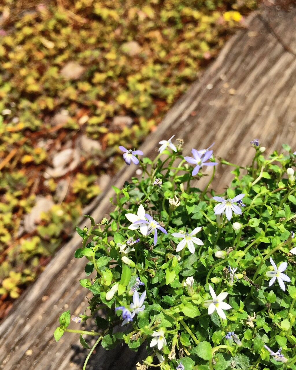 大人気 定番のグランドカバーズ フラワーガーデン花音