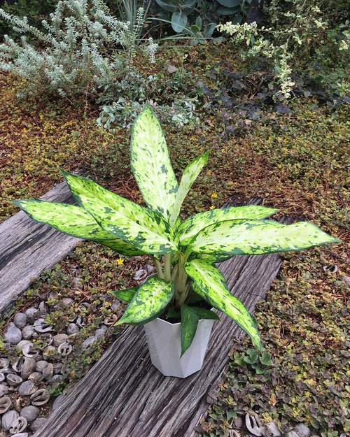 観葉植物 フラワーガーデン花音