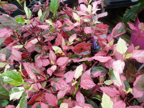 12年06月 フラワーガーデン花音