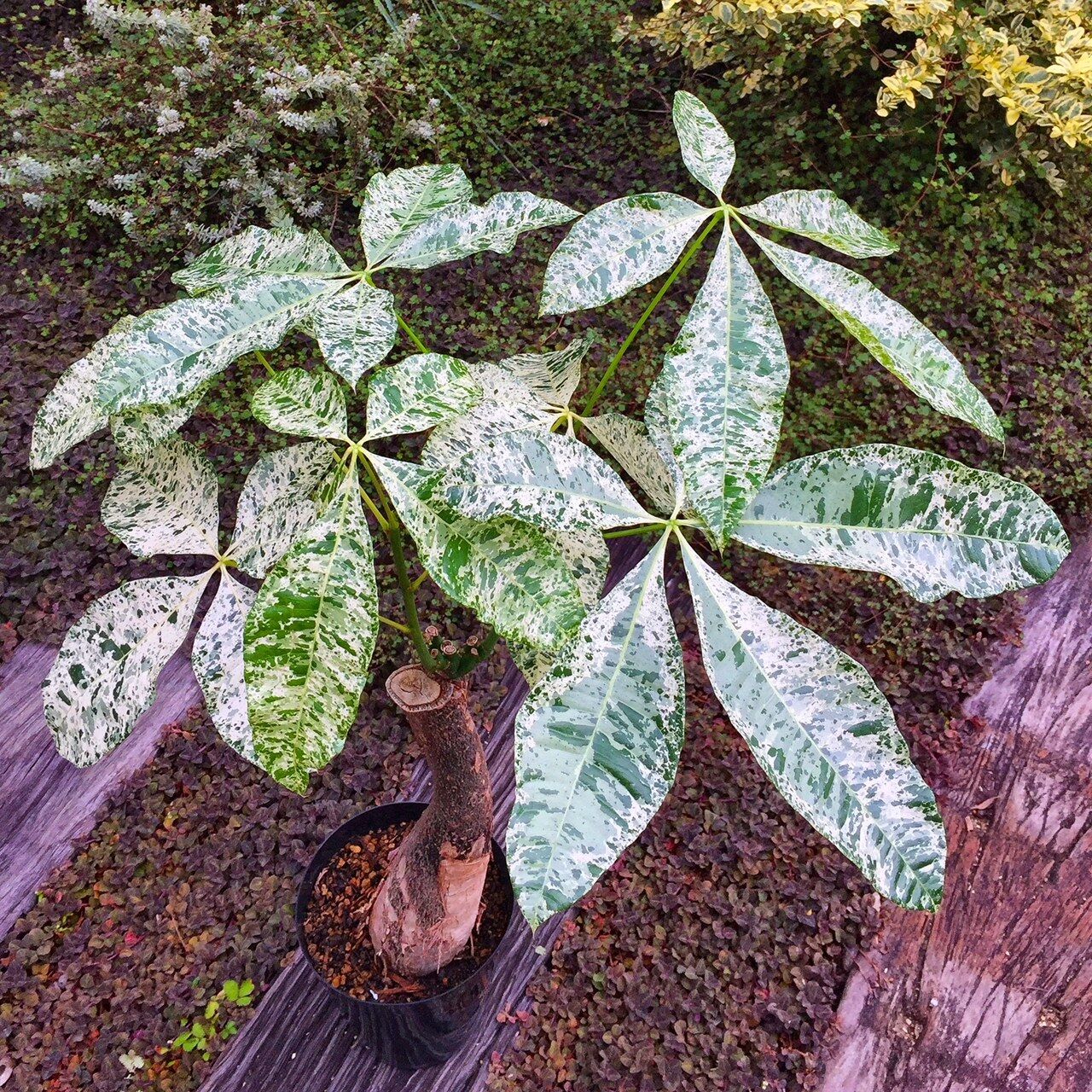 斑入り フラワーガーデン花音